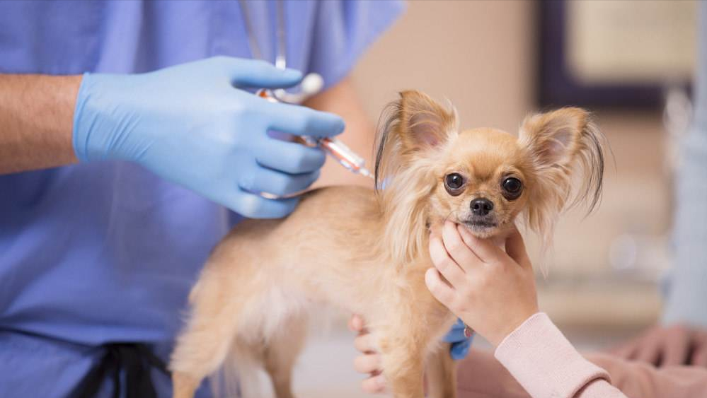 宠物健康守护：揭示宠物狂犬疫苗抗体检测的关键意义