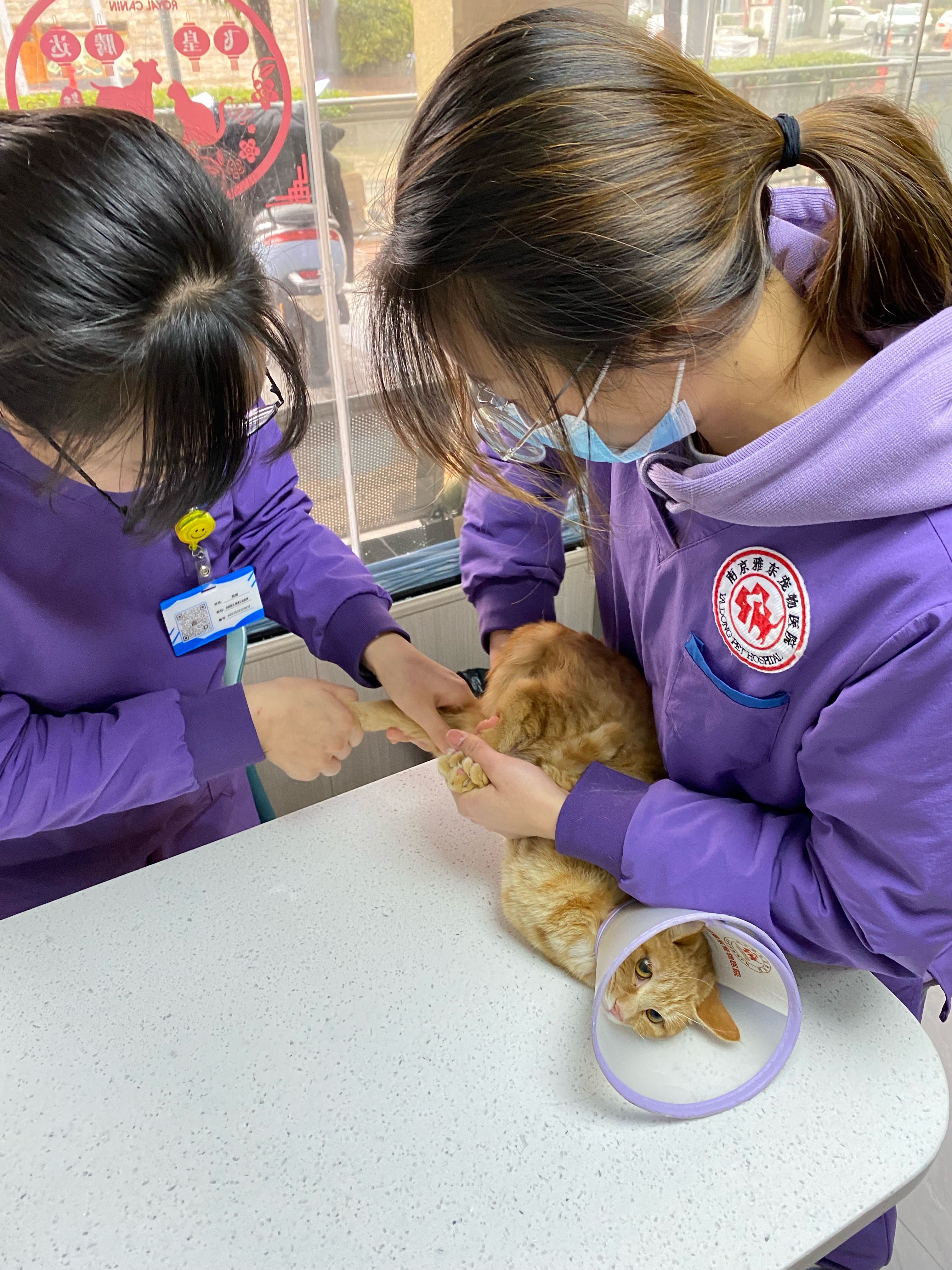 宠爱宠物，从狂犬疫苗抗体检测开始