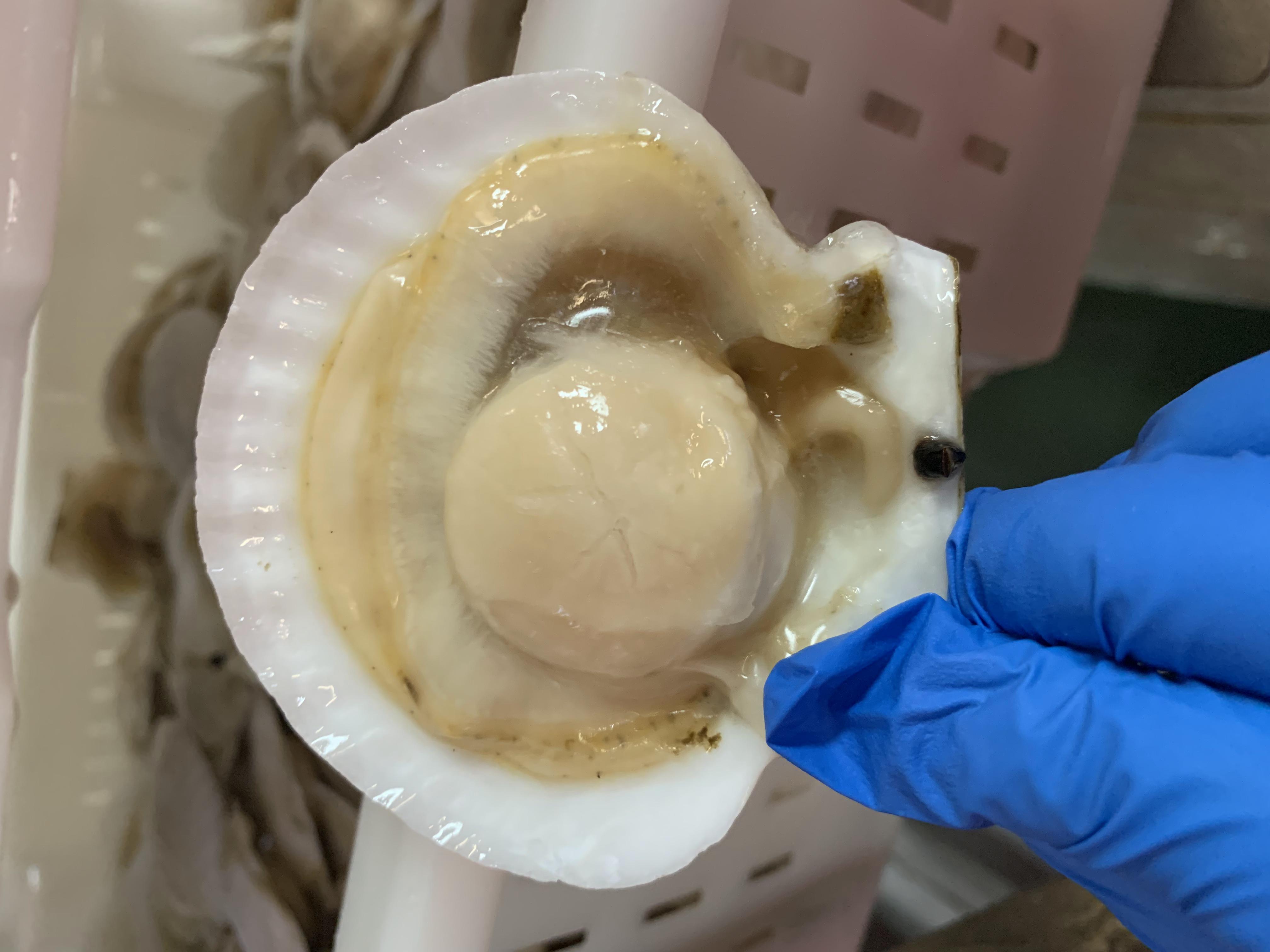 獐子岛修正业绩预告亏损扩大，但这回不是因为扇贝跑了