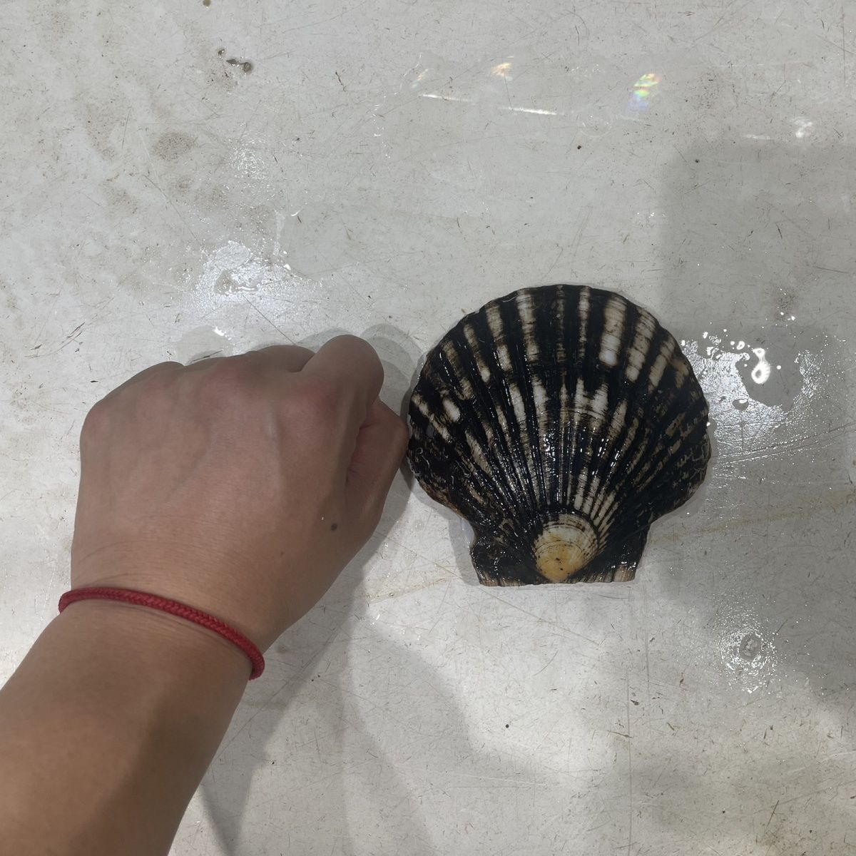 獐子岛修正业绩预告亏损扩大，但这回不是因为扇贝跑了