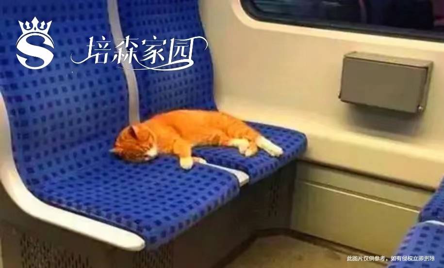 宠物上高铁:社会文明的一面镜子