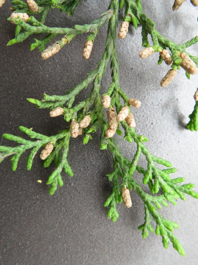 专访北京协和医院尹佳:北方花粉过敏率或接近20% 正研发新药