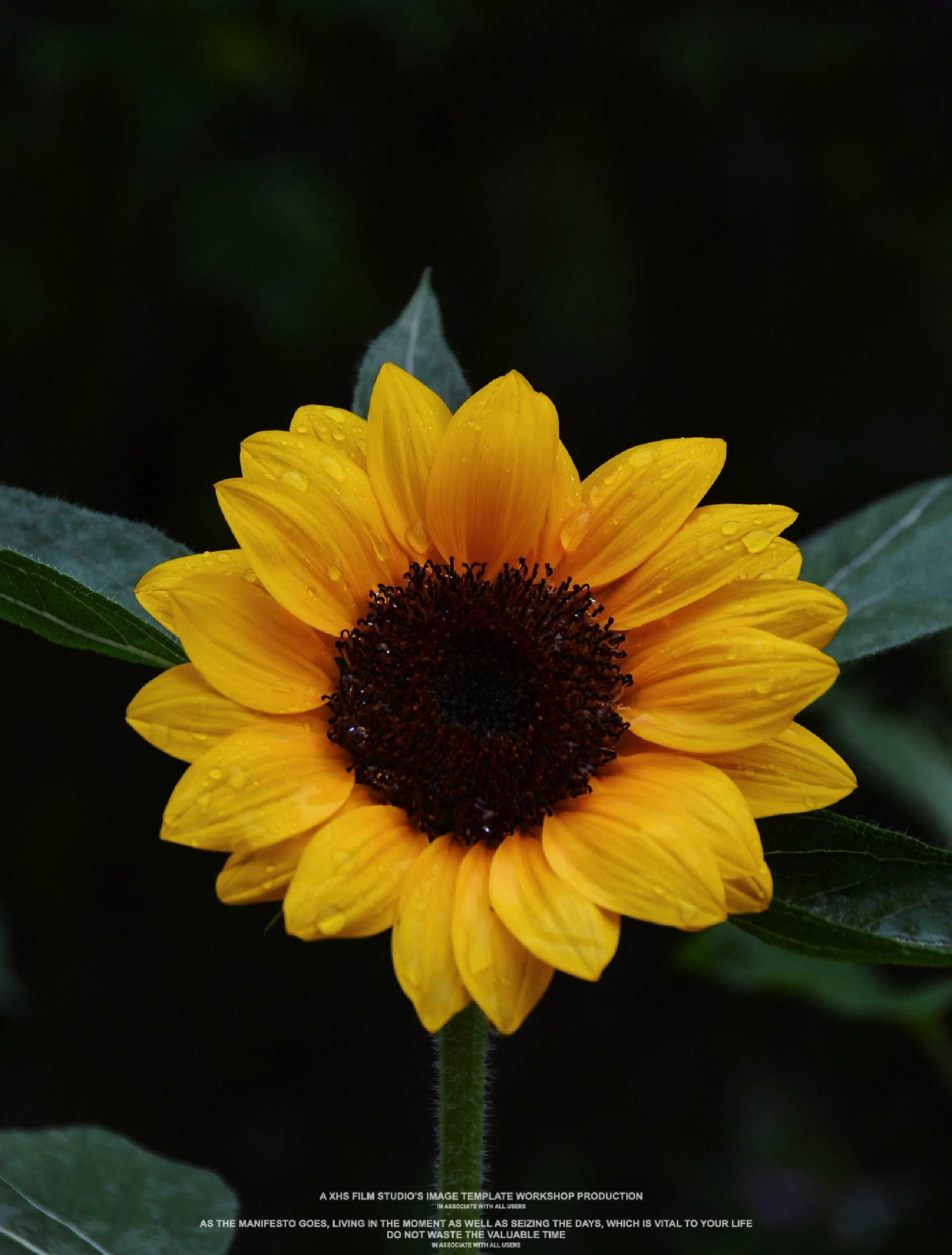 向日葵(300111)2025年一季报简析:净利润减123.77%