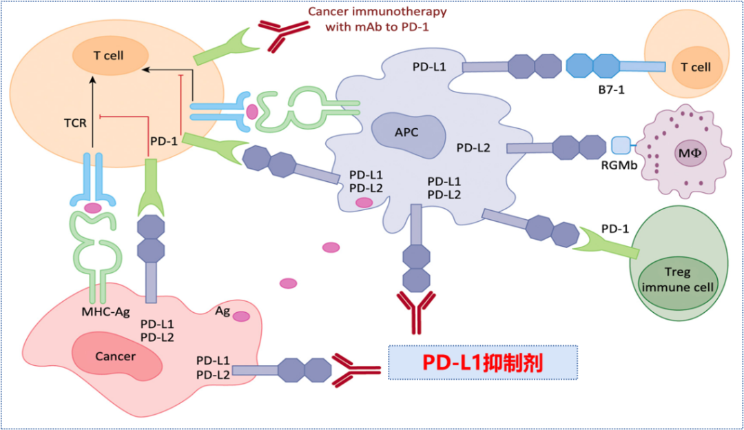 战胜PD-1联合化疗!依沃西联合化疗一线治疗sq-NSCLC获显著阳性结果