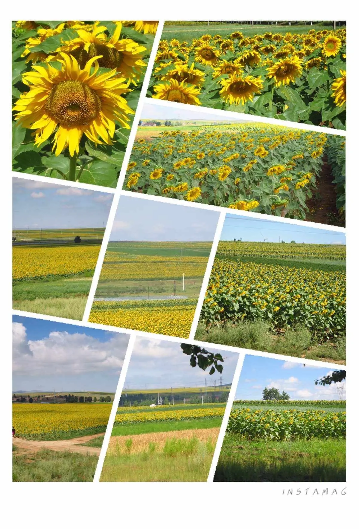 民营企业进边疆，北纬40度的巴彦淖尔有什么商机？