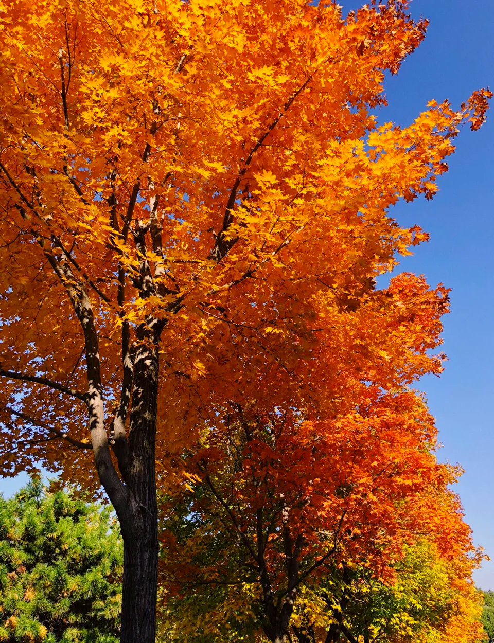 网红打卡地｜长春120个网红打卡地之长春世界雕塑园