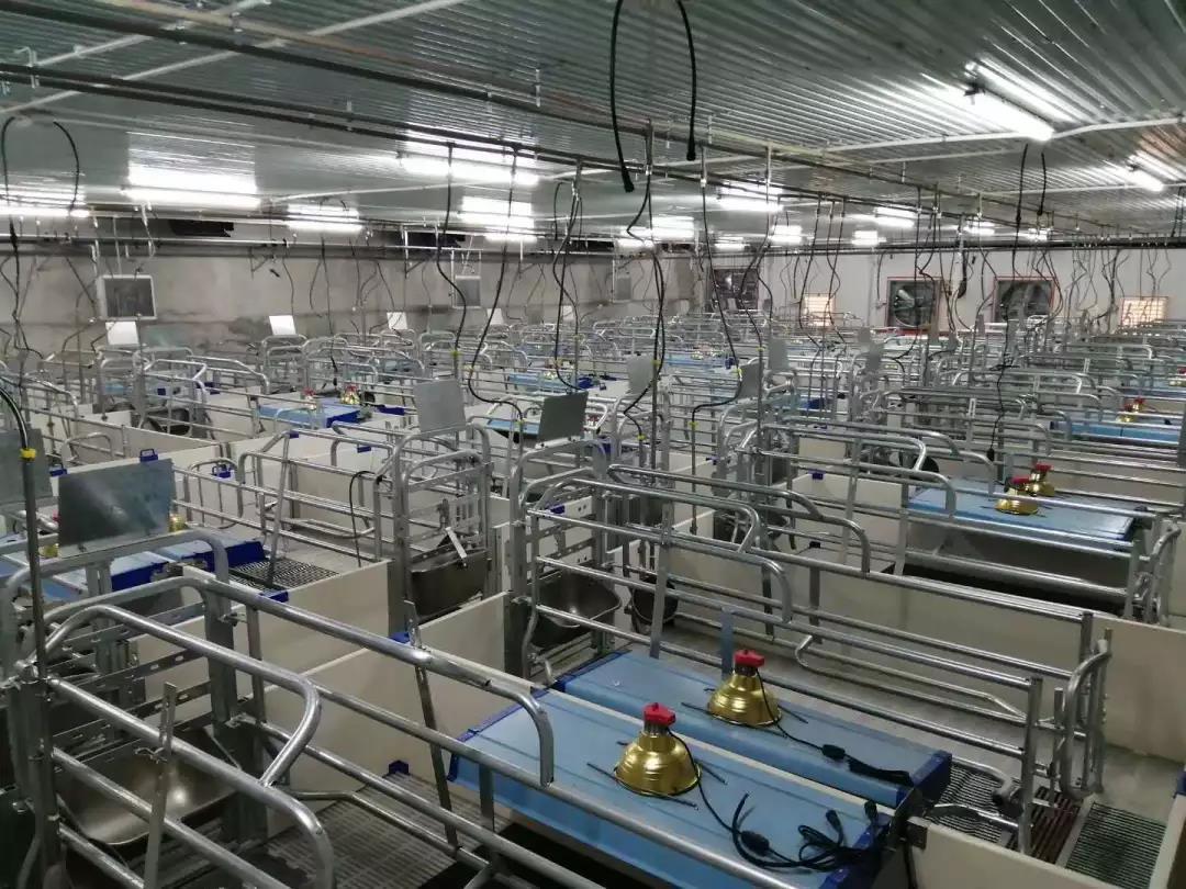 德康农牧股价“狂飙”之谜：养殖成本优势VS行业微利常态