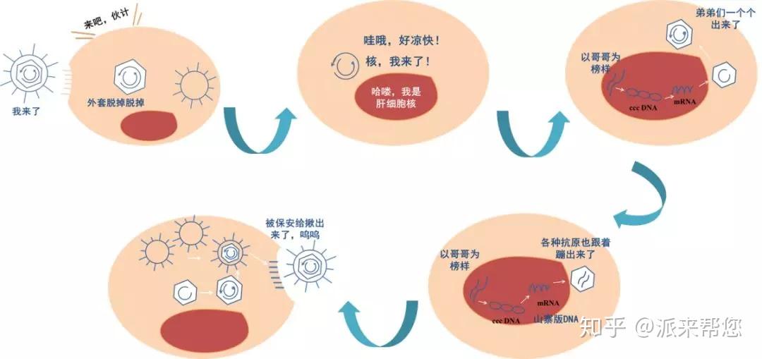 病毒学家李文辉：打开乙肝病毒之门