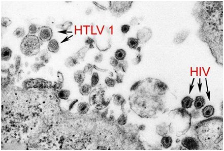 病毒学家李文辉：打开乙肝病毒之门