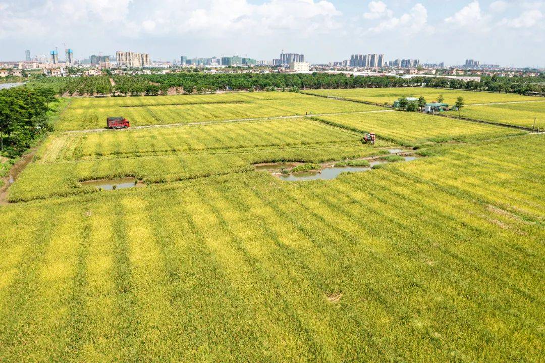 我国早稻由南向北陆续开镰 收获进度已过三成