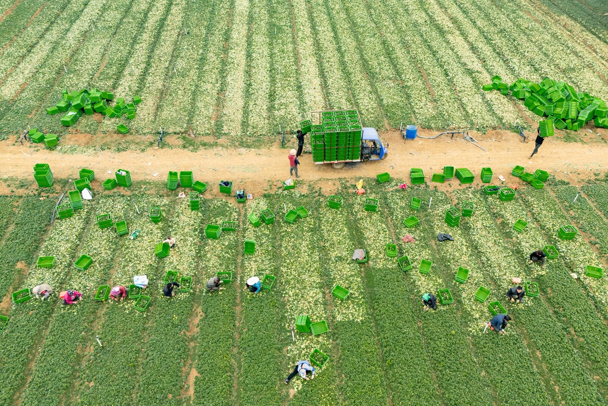 科学抗旱保秋粮：田间管理全面升级 精准施策力保稳产增收