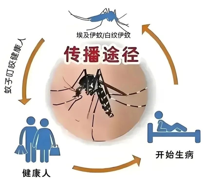 中国疾控中心：基孔肯雅热不会通过日常接触引发人际传播