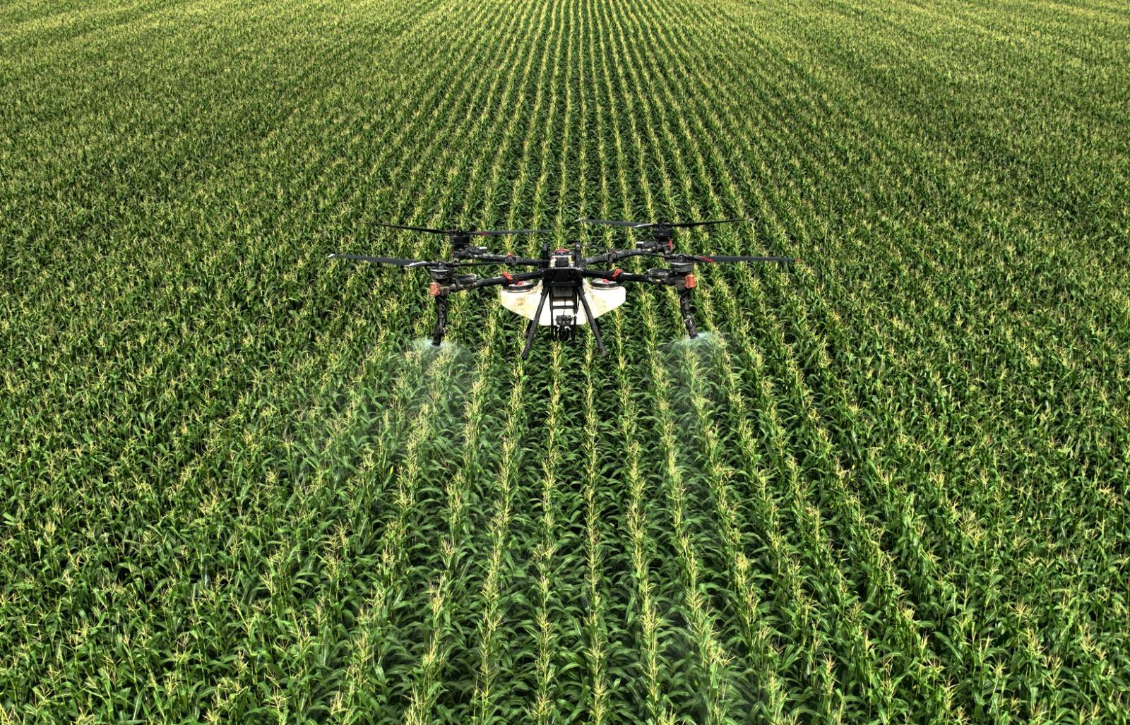 我国秋粮面积稳中略增 无人机精准作业助力好收成