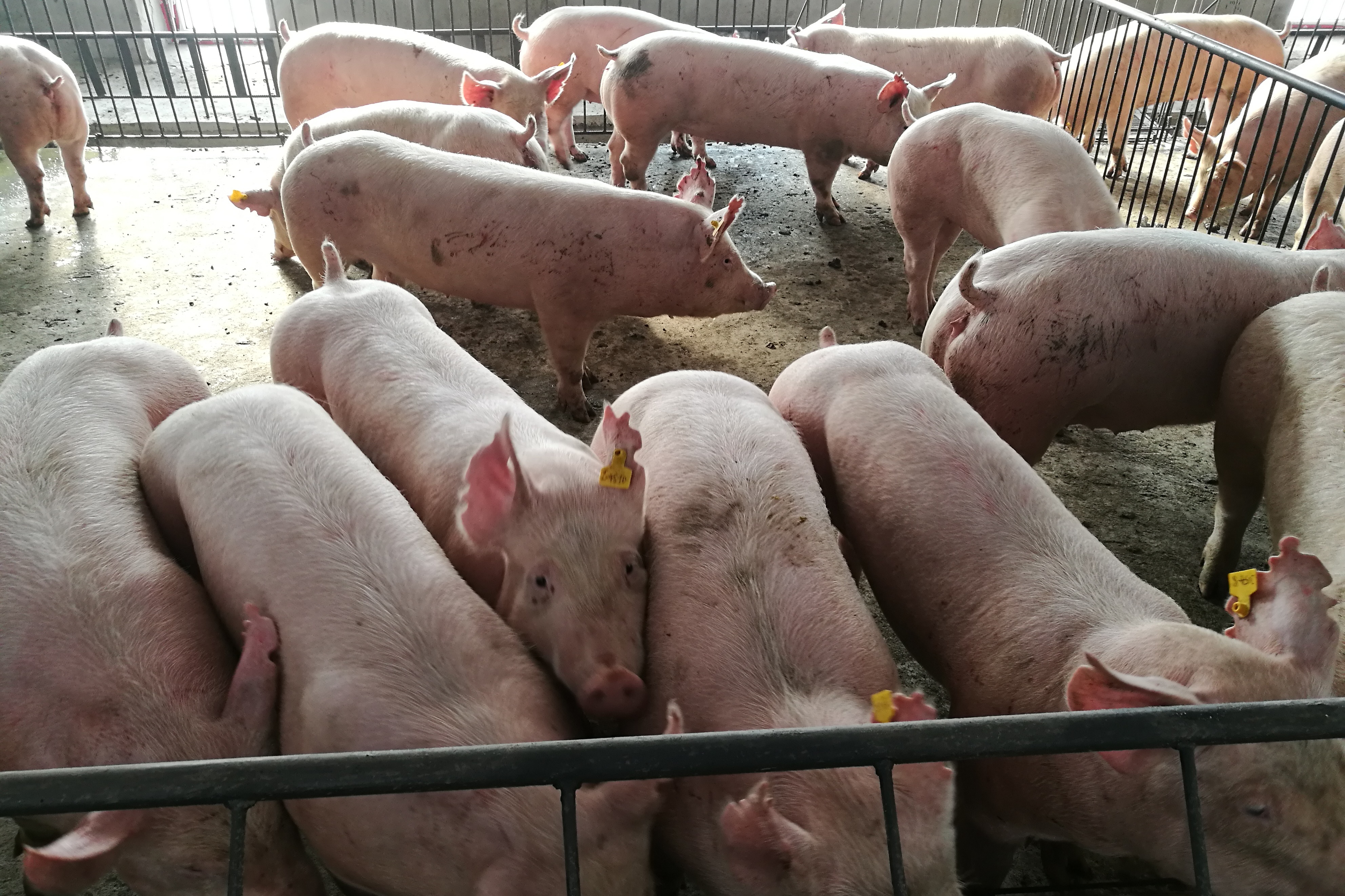 新 希 望获得发明专利授权：“一种猪只盘点方法、装置、设备及存储介质”