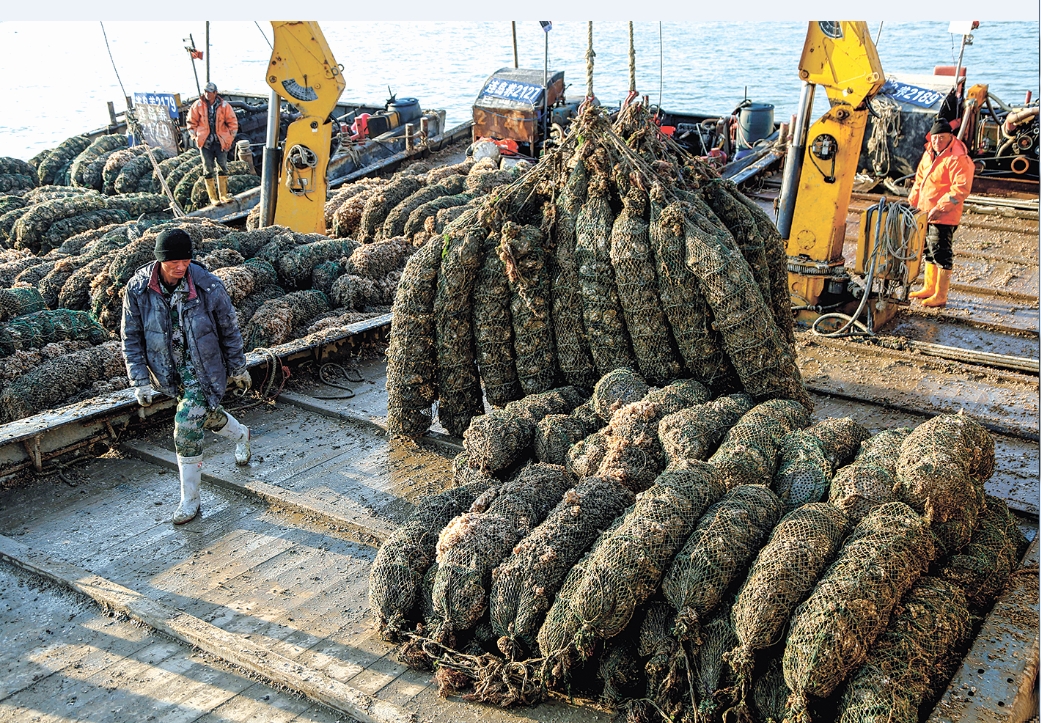“海上牧场”迎丰收季：特色养殖助力渔民增收致富