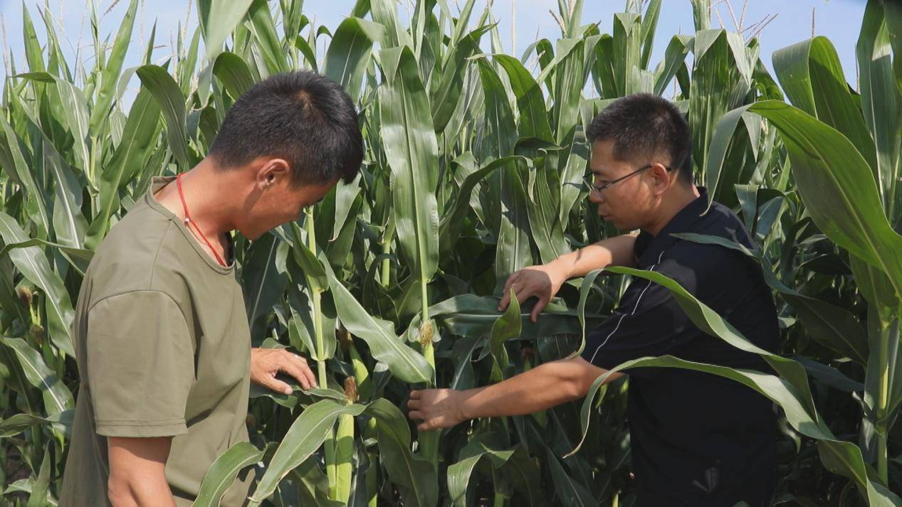 中央财政下达农业生产防灾救灾资金11.46亿元 支持实施秋粮“一喷多促”