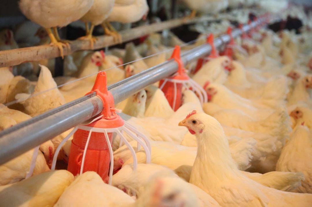 益生股份：公司自主育种蛋鸡品种完成中试