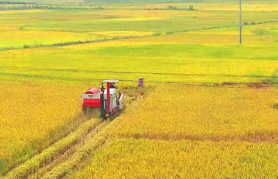 安徽庐江：科技赋能秋粮田管 智慧守护丰收希望