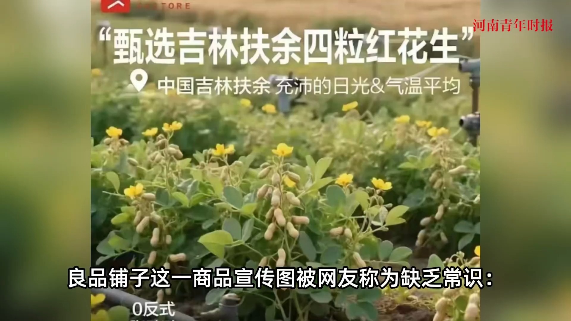 良品铺子的花生“长在树上”