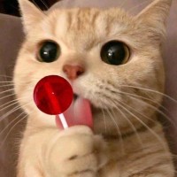 天元宠物获得外观设计专利授权：“宠物垫（隧道2）”