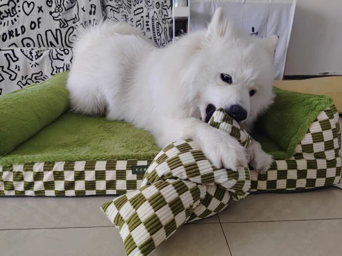 天元宠物获得外观设计专利授权：“宠物垫（隧道2）”