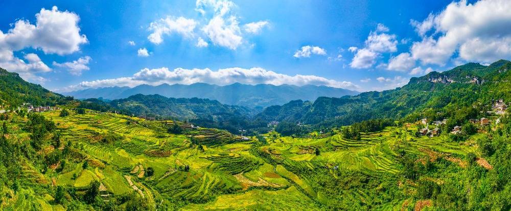 江西上饶：270余万亩中稻迎来丰收