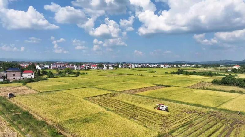 江西上饶：270余万亩中稻迎来丰收
