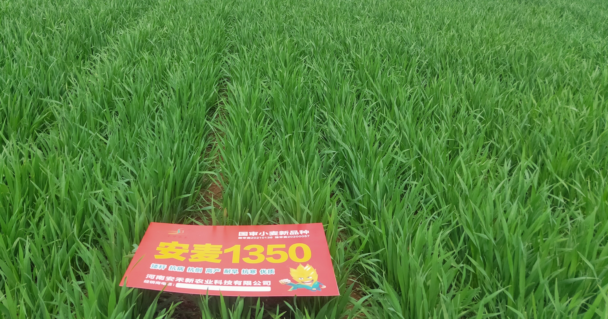 冬小麦可供种量69.1亿公斤 我国今年种子供应有保障