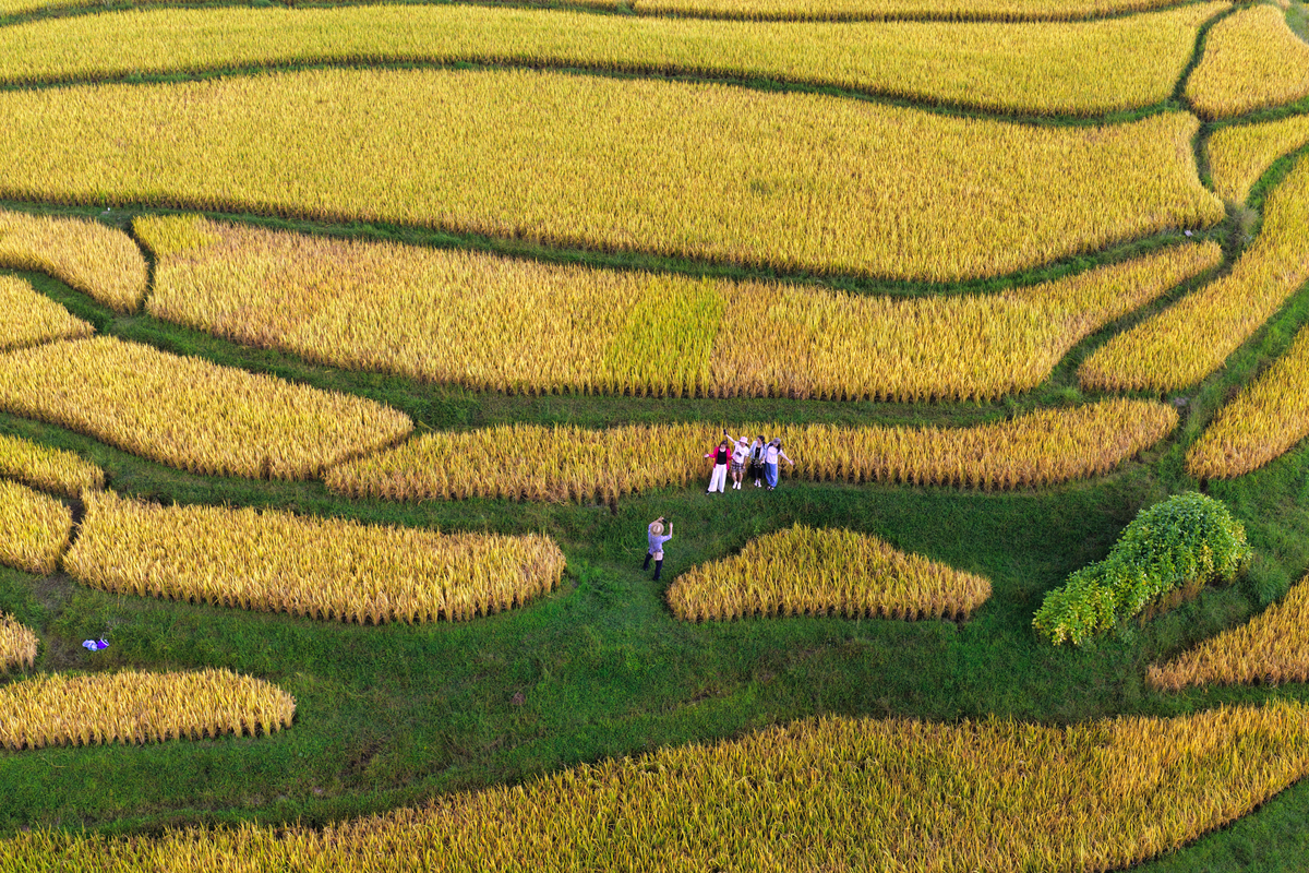 江西崇义:梯田稻浪金黄 国庆观赏正当时