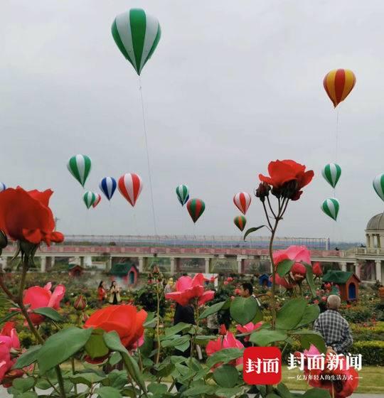 去哪儿旅行×何广智 | 玫瑰！去哪儿旅行都没贵！