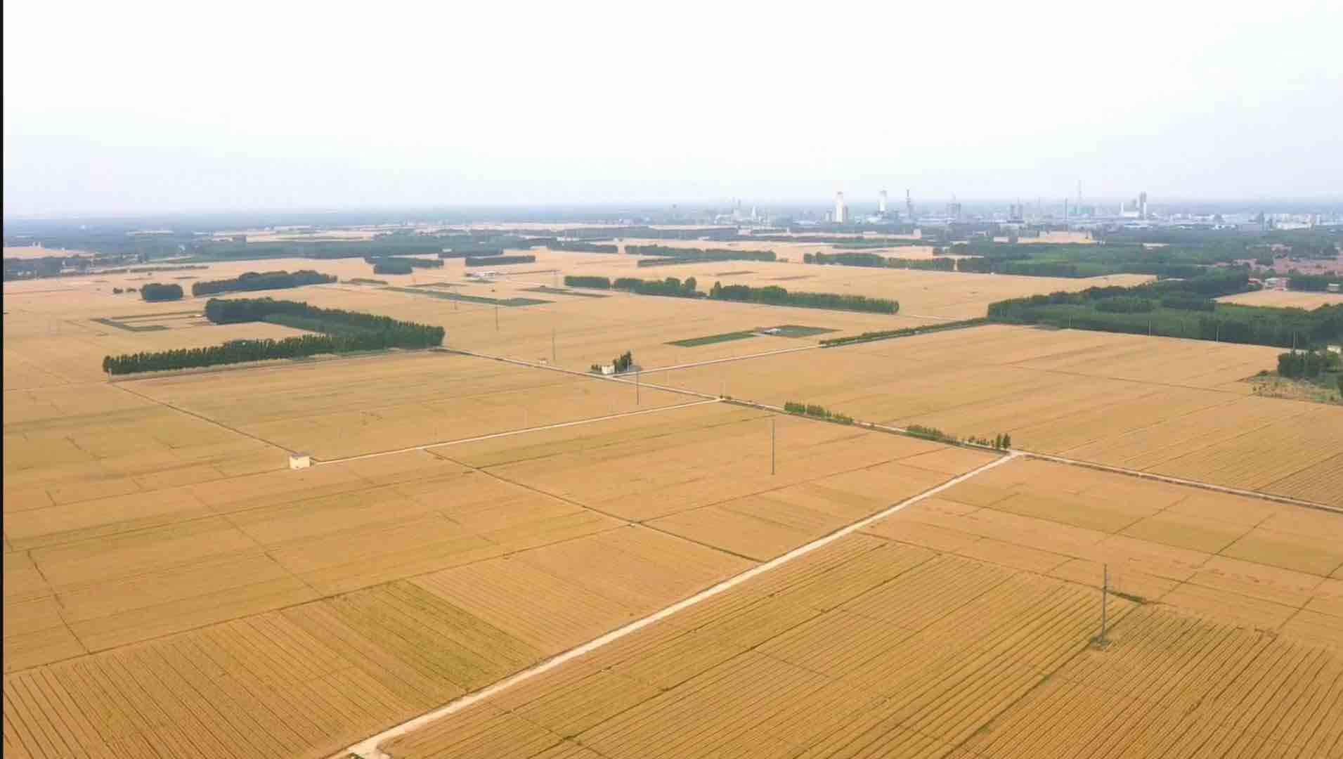 曹县的“逆袭”，从一根网线开始 | 丰收新图景