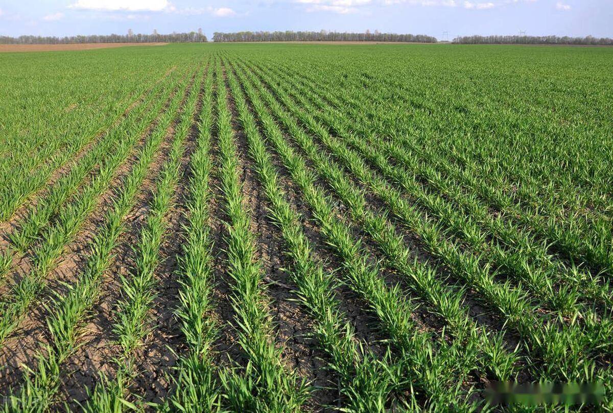 农业农村部发布黄淮海小麦应对连阴雨抗湿晚播技术意见