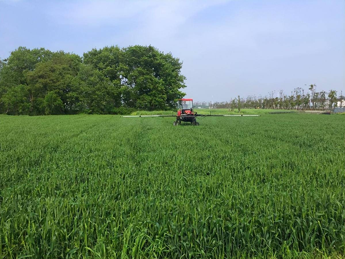 农业农村部发布黄淮海小麦应对连阴雨抗湿晚播技术意见