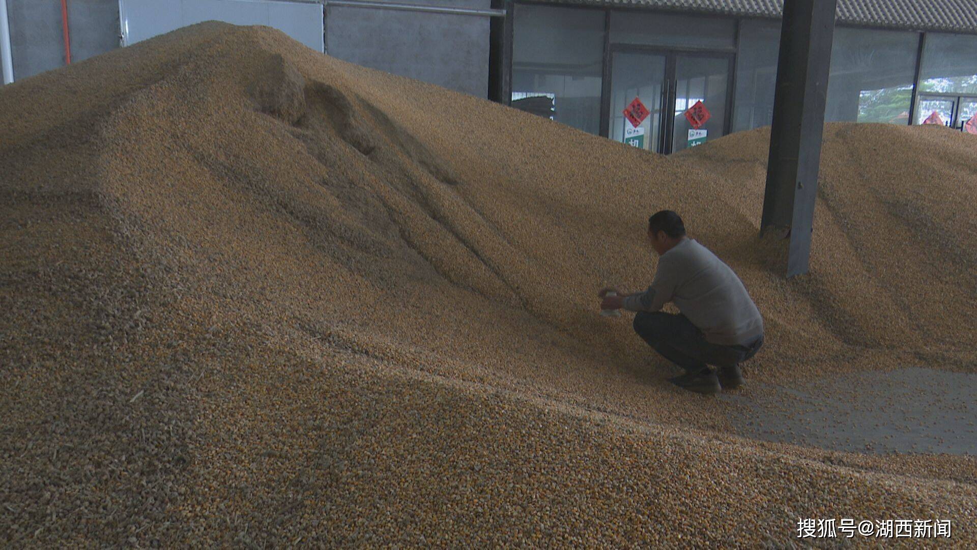 多地积极应对阴雨天气 力保秋粮丰产归仓