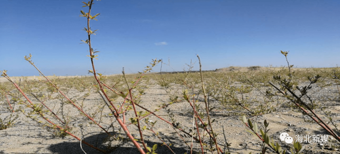 治沙三十载：书写“绿进沙退”生态画卷