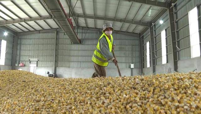 持续阴雨影响秋收进度 农业农村部部署抢收抢烘工作