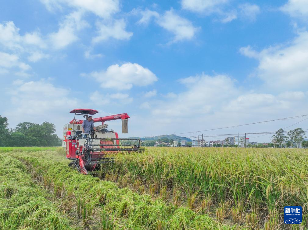 无人机照明助力玉米抢收 安徽秋粮收获超七成