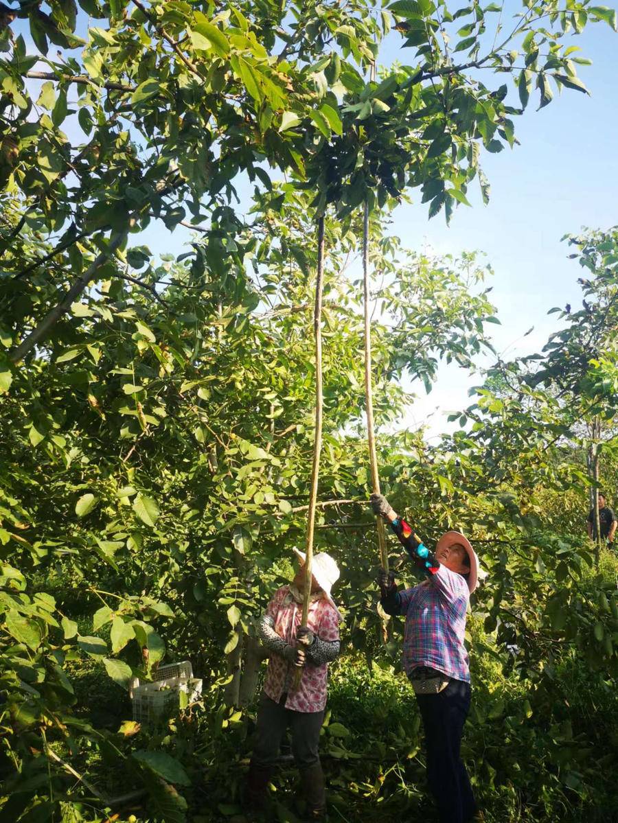 普邦股份：深耕生态景观领域推进绿色建设