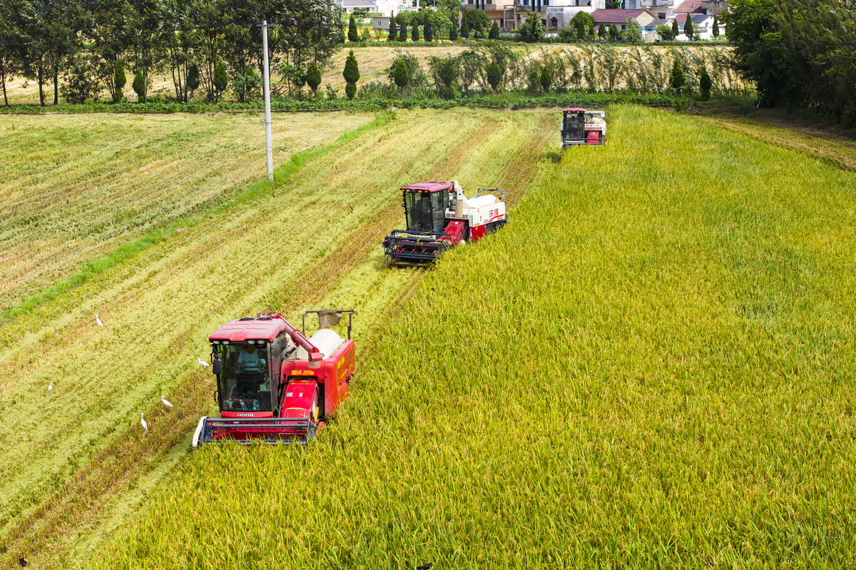 我国农业农村现代化迈出坚实步伐