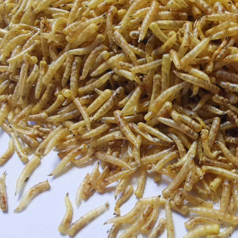 维尔利获得实用新型专利授权：“一种立体式养殖黑水虻的装置”