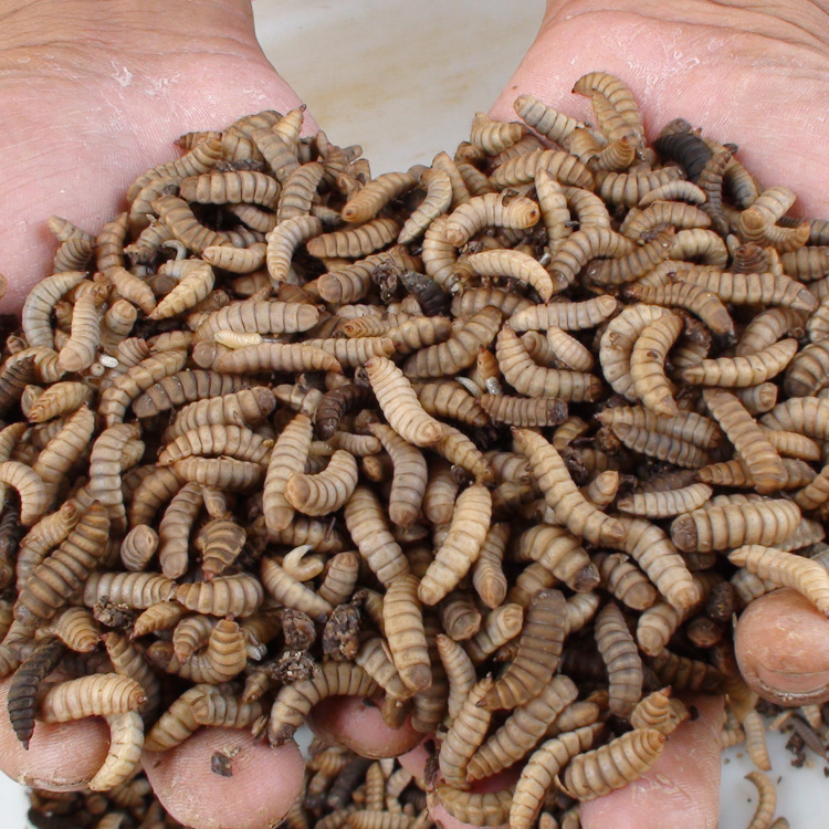 维尔利获得实用新型专利授权：“一种立体式养殖黑水虻的装置”