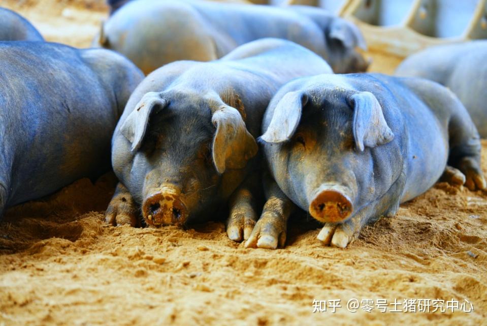 农业农村部：全国农产品批发市场猪肉平均价格为17.94元/公斤 比昨天上升0.1%