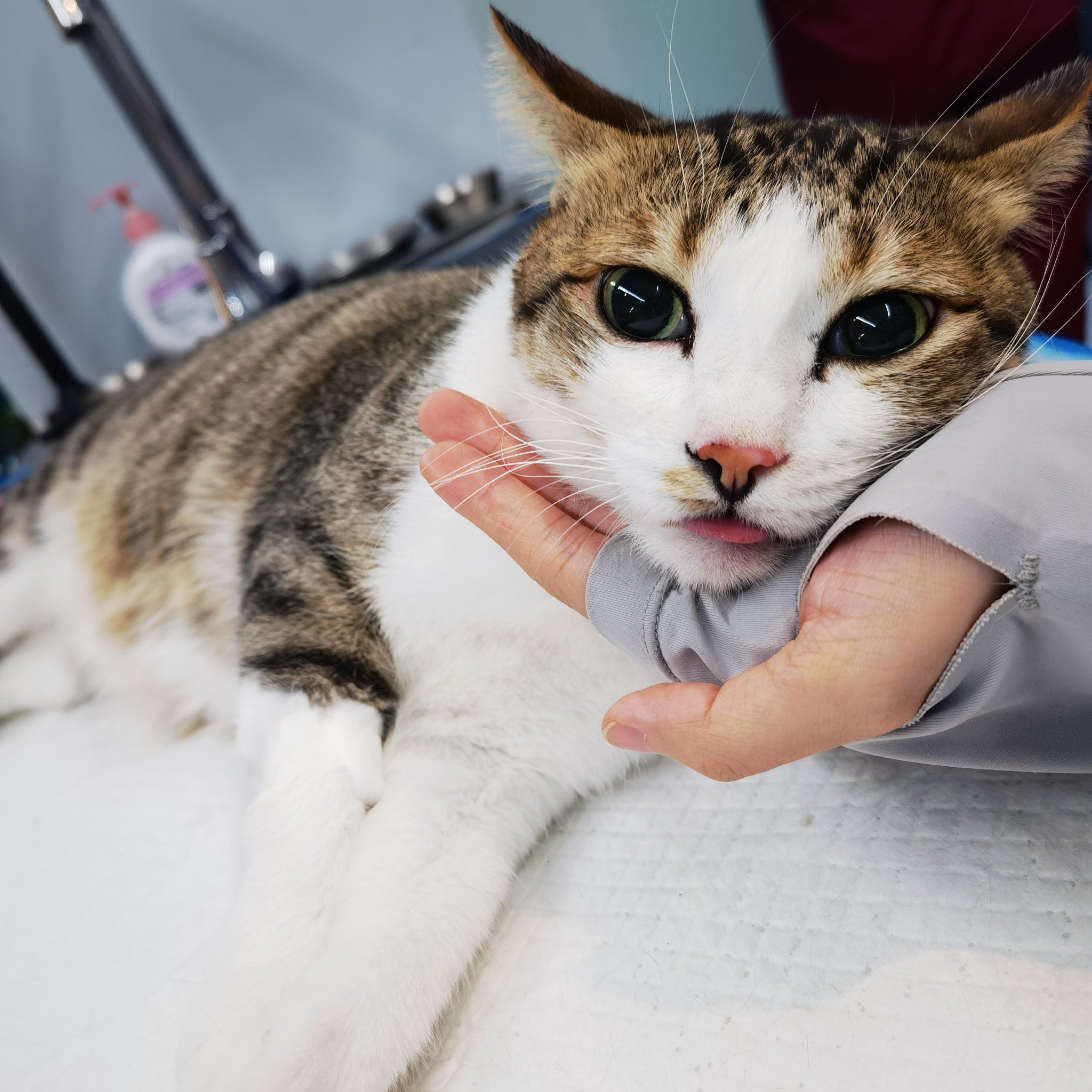 当医院来了一位“猫医生”