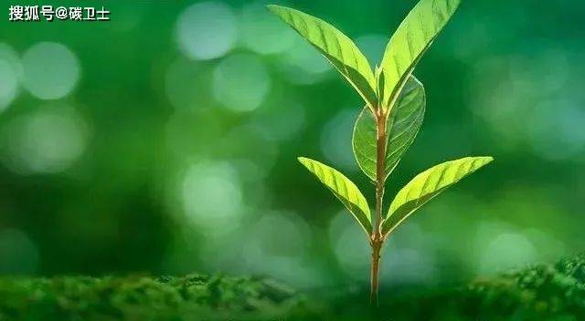 商用车绿色智能转型步入关键节点，福田汽车发布多款新车精准卡位