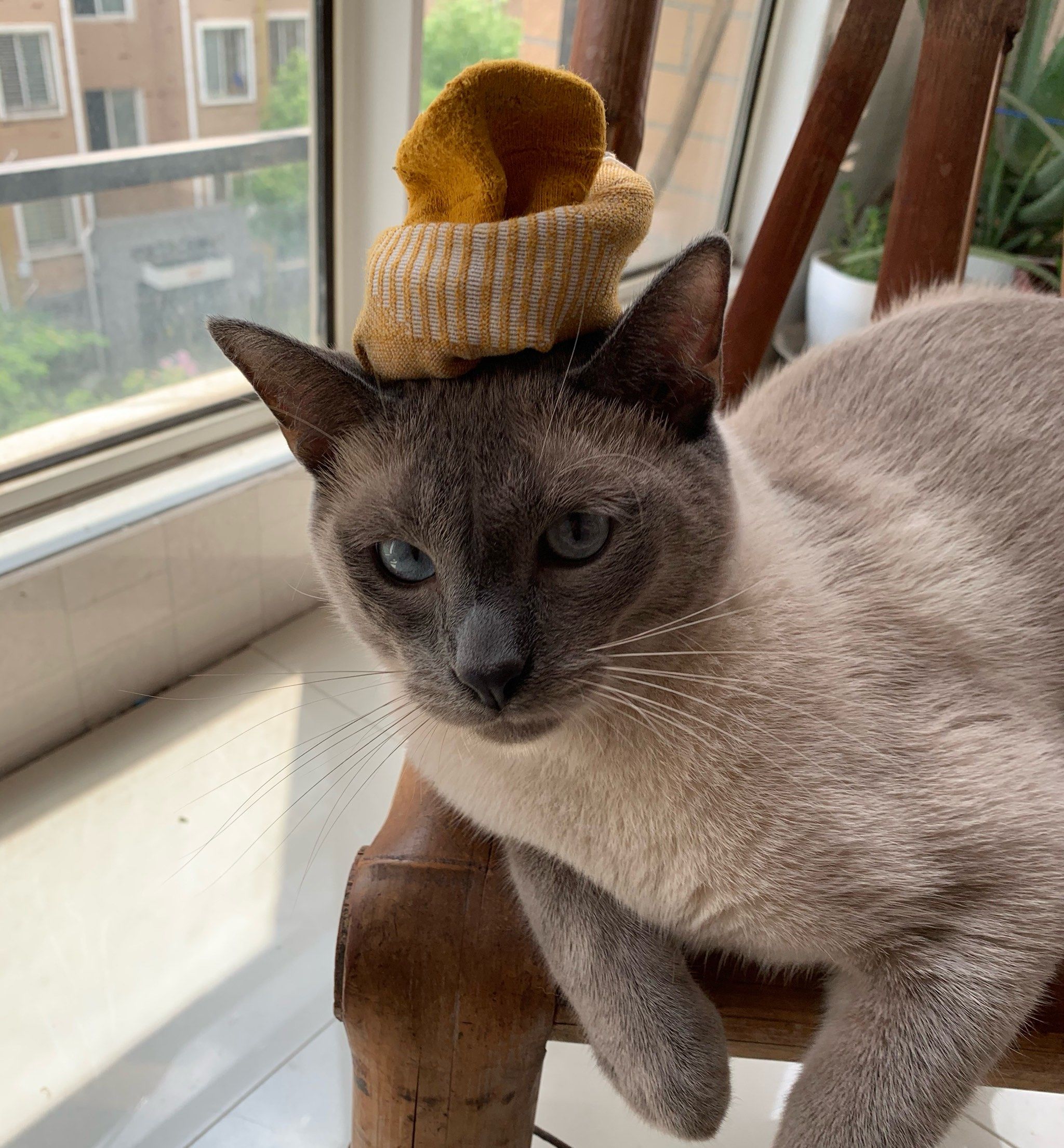 冲刺“宠物医院第一股”!瑞派宠物三年累亏超3亿,扩张急刹车、17.9亿商誉高悬