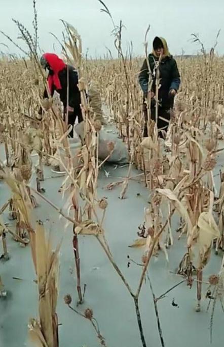 河北农民的这个冬天