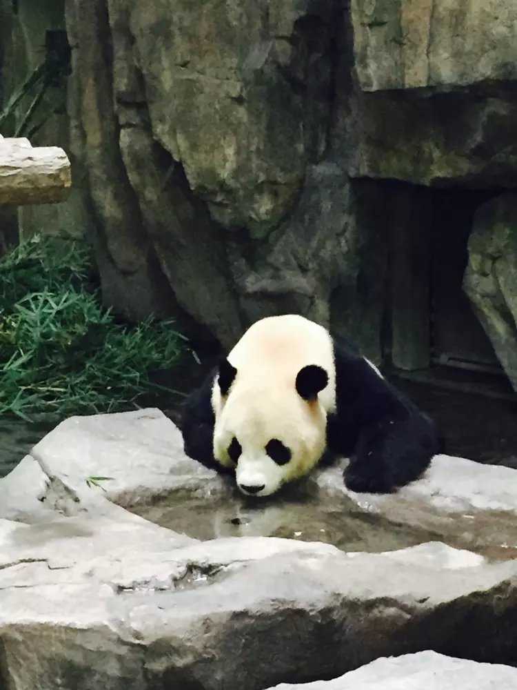 南京熊猫公布国际专利申请：“基于蜂窝网格单元的低空航路风险地图构建方法与系统”