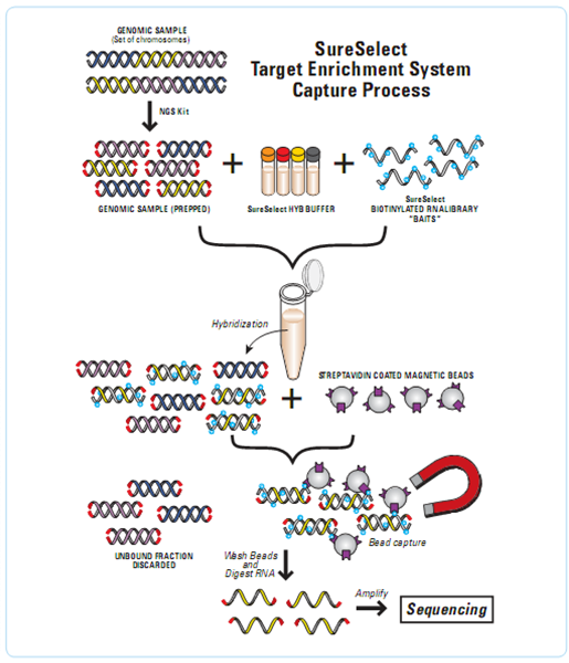 瑞丰高材合成生物业务稳步推进 右旋糖酐应用前景可期